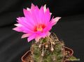 THELOCACTUS  bicolor  v.commodus