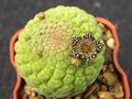 TRICHOCAULON cactiforme