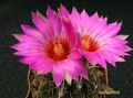 THELOCACTUS  bicolor  v.commodus