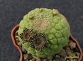 TRICHOCAULON cactiforme