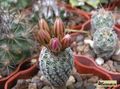 TURBINICARPUS lausseri