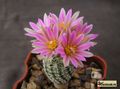  TURBINICARPUS lausseri 