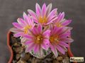 TURBINICARPUS lausseri