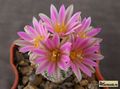  TURBINICARPUS lausseri 