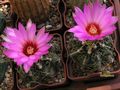 THELOCACTUS  bicolor  v.commodus