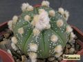  ASTROPHYTUM  asterias  cv.superkabuto Losos'