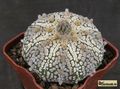 ASTROPHYTUM  asterias cv.Superkabuto