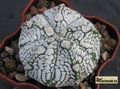 ASTROPHYTUM hibr.  coahuilense x asterias Super Kabuto Star Shape'