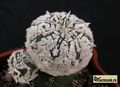 ASTROPHYTUM  asterias cv.Superkabuto