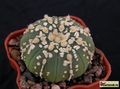 ASTROPHYTUM  asterias cv.Superkabuto