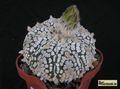 ASTROPHYTUM  asterias cv.Superkabuto