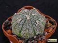 ASTROPHYTUM hibr. 'COAS'