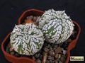 ASTROPHYTUM hibr.  coahuilense x asterias Super Kabuto Star Shape'