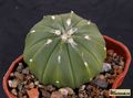 ASTROPHYTUM hibr.