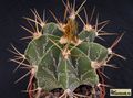 ASTROPHYTUM ornatum