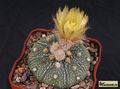 ASTROPHYTUM asterias