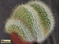 MAMMILLARIA pringlei forma cristata