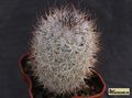 MAMMILLARIA pottsii SB 102