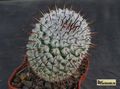 MAMMILLARIA perezdelarosae