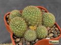 REBUTIA perplexa