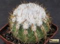 PARODIA schwebsiana 