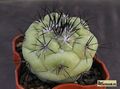  ORTEGOCACTUS macdougallii 