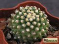 PEDIOCACTUS knowltonii SB304