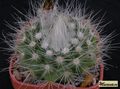 PARODIA penicillata v.nivosa P250