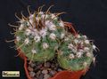 PARODIA ocampoi