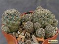 SULCOREBUTIA canigueralii VZ 22