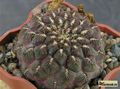 SULCOREBUTIA pulchra HS-78