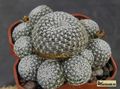 SULCOREBUTIA langeri