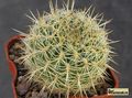 SULCOREBUTIA cylindrica v. crucensis fa. albiflora HS 44a