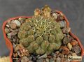 SULCOREBUTIA pulchra HS-78