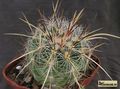 THELOCACTUS lausserii