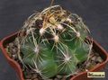 THELOCACTUS bicolor v. commodus 