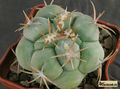 THELOCACTUS hexaedrophorus