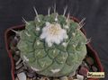  STROMBOCACTUS disciformis