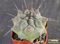 THELOCACTUS rinconensis v.multicephalus