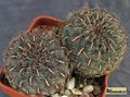 SULCOREBUTIA sp. Rio Hulpe G186