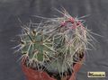 TEPHROCACTUS alexanderi VG 215