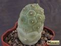 TEPHROCACTUS geometricus VG 394