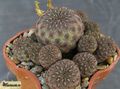 SULCOREBUTIA rauschii WR 289