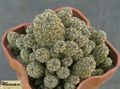 SULCOREBUTIA minima WR196