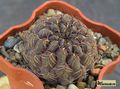 SULCOREBUTIA markusii WR195