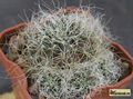 SULCOREBUTIA gerosenilis GR 21