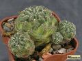 SULCOREBUTIA tarabucoensis VZ 45