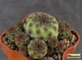 SULCOREBUTIA rauschii G 155a