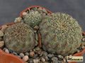 SULCOREBUTIA rauschii VZ 50a