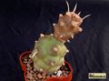 TEPHROCACTUS articulatus v. inermis aff.VG 392